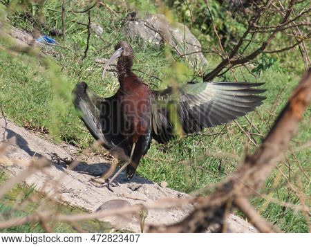 Rajkot,gujarat,india. March-04-2023.glossy Ibis (plegadis Falcinellus) Having Sun Bath In Some Open 