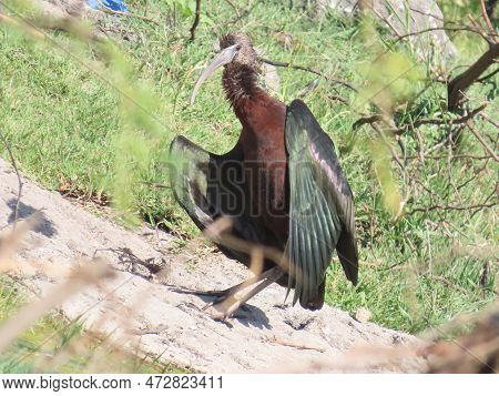 Rajkot,gujarat,india. March-04-2023.glossy Ibis ( Plegadis Falcinellus ) Having Sun Bath In Some Ope