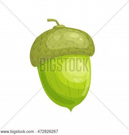 Acorn Green Seed Cartoon. Oak Nut, Tree Nature, Autumn Dried, Fruit Season, Leaf Branch, Object Grow