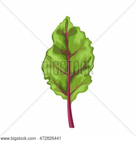 Chard Fresh Leaf Cartoon. Nature Organic, Vegetable Green, Healthy Natural, Plant, Vegetarian Food, 