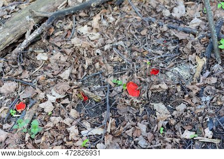 First Spring Mushrooms Sarcoscypha Coccinea, Scarlet Elfcup, Scarlet Cup, Edible Mushrooms Growing O