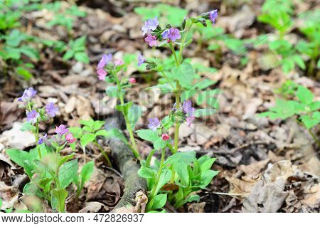 Pulmonaria Obscura Or Unspotted Lungwort, Is An Excellent Early-flowering Nectar Source For Bees. Ea