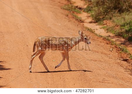 Cervo sika In Jungls dello Sri Lanka