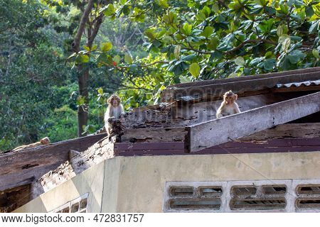 Macaque Monkey Portrait , Which Name Is Long Tailed, Crab-eating Or Cynomolgus Macaque Monkey