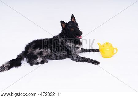 Dog Mudi Lying On White Studio Background Next To The Openwork Ceramic Kettle