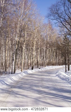 Birch Forest In The Village Of Taltsy, Irkutsk Oblast, Russia. Winter Day. Siberia.