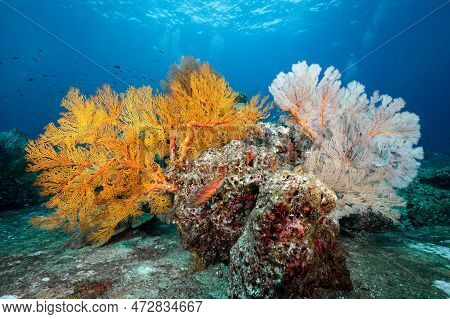 Colorful Branching Gorgonian Sea Fan Coral (seafan) On The Rock With Marine Life At Tachai Pinnacle,