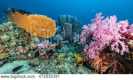 Branching Gorgonian Sea Fan Coral With Colorful Soft Coral Reef And Giant Barrel Sponge At North And