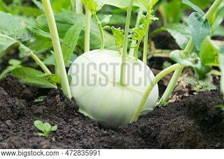 The Kohlrabi Turnip Has Grown And Ripened In A Garden Bed. Kohlrabi Cabbage Is Ready For Harvest.