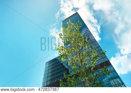 A Fragile Tree With Fresh Green Leaves Against The Backdrop Of Urban Skyscrapers And A Blue Sky With