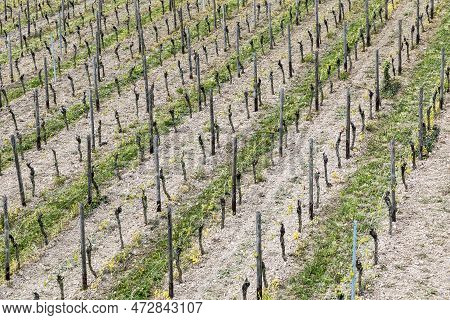 Aerial Of Vineyard In Spring With Growing Vine Prages In Ruedesheim