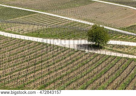 Aerial Of Vineyard In Spring With Growing Vine Prages In Ruedesheim