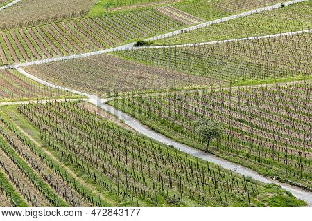 Aerial Of Vineyard In Spring With Growing Vine Prages In Ruedesheim
