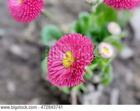 Bellis Perennis Pomponette Called Daisy Bloom. Blooming Seedlings Bunch With Bright Green Leaves And