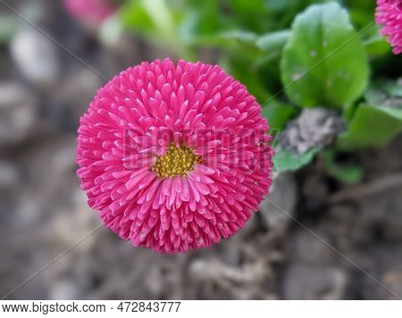 Bellis Perennis Pomponette Called Daisy Bloom. Blooming Seedlings Bunch With Bright Green Leaves And