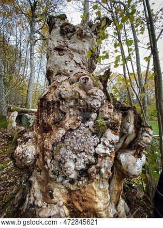 Tree Disease. Closeup Of Old Deformed Oak Leaf Tree Trunk With Tubers, Knots And Bumps.