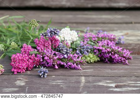 Closeup Of Flower Achillea Millefolium, Commonly Known As Yarrow Or Common Yarrow And Betonica Offic