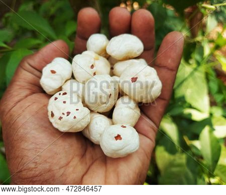 A Farmer Holding Ready To Eate Phool Makhana Or Fox Nuts