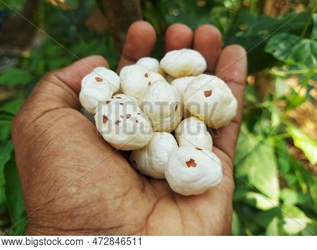 A Farmer Holding Ready To Eate Phool Makhana Or Fox Nuts