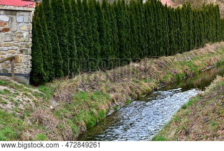 Miniature, Irregular Upright Selection Of Eastern Arborvitae That Often Grows With Multiple Leaders.