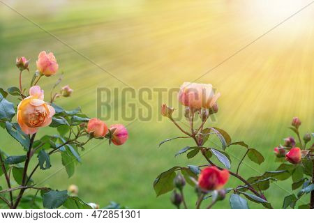 Graceful Shoots Orange Pink Roses With Buds Against Sunny Garden