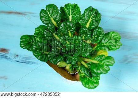 Tatsoy Is An Asian Variety Of Brassica Rapa, Grown For Cooking Vegetables. Chinese Cabbage Tatsoi.