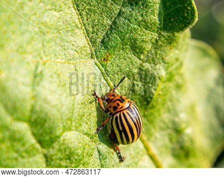 Striped Colorado Potato Beetle On A Green Leaf Of A Plant. Colorado Potato Beetle Pest. Insect Paras