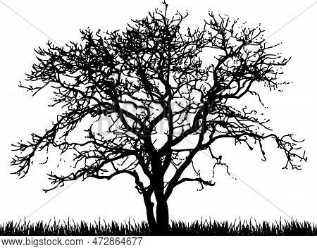 Vector Silhouette Of A Barren Tree And Grass