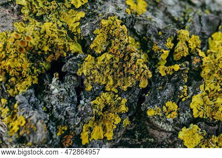 Yellow Foliose Lichen Xanthoria Parietina On The Bark Of A Garden Fruit Tree. Top View. Macro.