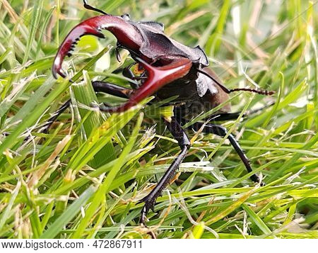 Stag Beetle (lat. Lucanus Cervus) Is A Large Beetle Of The Genus Lucanus In The Family Of Stag Beetl