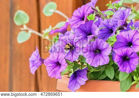 Varieties Of Hanging Petunias Or  Surfinias Flowers In The Pot