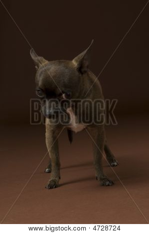 Brun Applehead Chihuahua