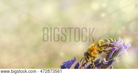 A Bee On A Pink Flower In The Lower Right Corner In The Light And Dust Particles Blurred Spring Back