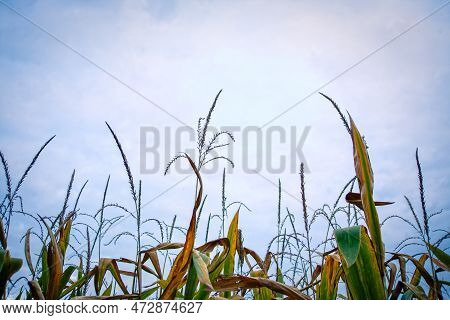 Top Of The Green Corn Field. Nlue Field.