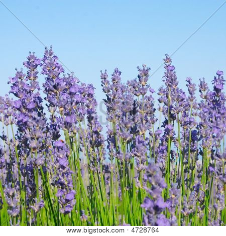 Lavendel med blå