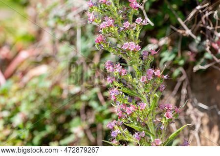 Close Up Of A Giant Vipers Bugloss (echium Pininana) Plant In Bloom