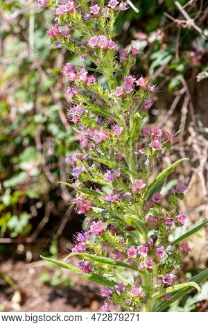 Giant Vipers Bugloss (echium Pininana) Flowers