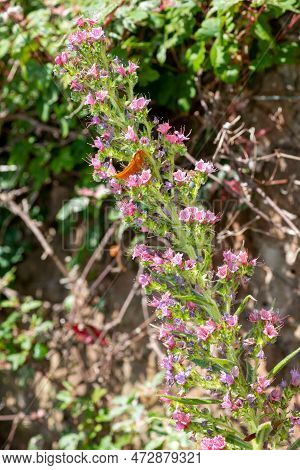 Giant Vipers Bugloss (echium Pininana) Flowers