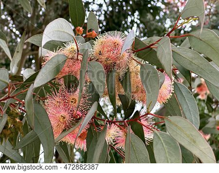 Beautiful Spring Flowering Eucalyptus Twirled (lat. - Eucalyptus Torquata)