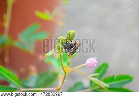 A Mating Fly Insect Isolated, The Nautr Concept