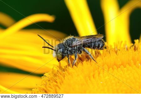Natural Closeup Of A Male Alfalfa Leafcutting Bee, Megachile Rotundata, On A Yellow Flower Of Inula 