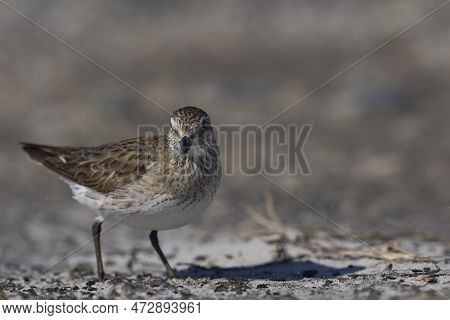 White-rumped Sandpiper (calidris Fuscicollis) Searching For Food Along The Coast Of Sea Lion Island 