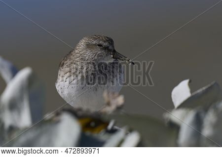 White-rumped Sandpiper (calidris Fuscicollis) Searching For Food Along The Coast Of Sea Lion Island 
