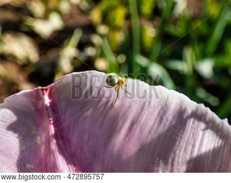 Close-up Of The Cucumber Green Spider (araniella Cucurbitina) On A Pink Flower Petal Of A Tulip In A