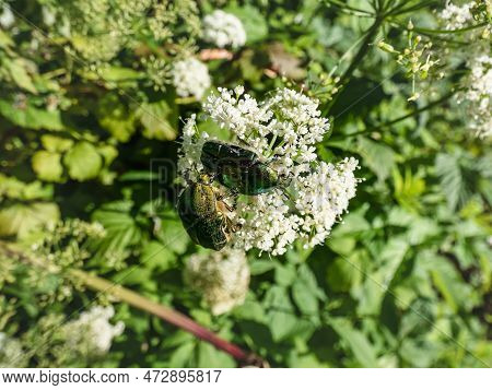 Macro Shot Of A Couple Of Metallic Rose Chafers Or The Green Rose Chafers (cetonia Aurata) Covered W