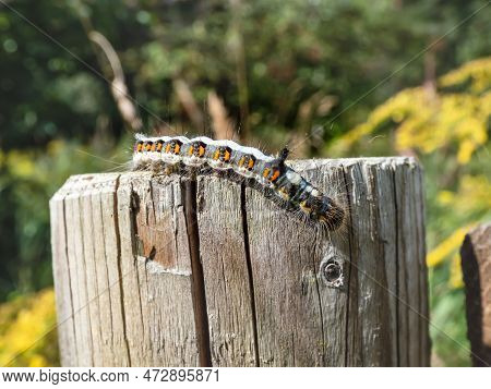 Macro Shot Of The Caterpillar Of The Grey Dagger (acronicta Psi) On Wooden Pole Outdoors In Sunlight