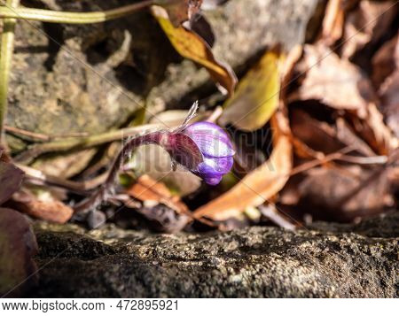 Beautiful Macro Shot Of A First Single Wildflower Large Blue Hepatica (hepatica Transsilvanica) Star