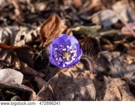 Close-up Of Beautiful, Purple First Spring Bloomers - Wildflowers Large Blue Hepatica (hepatica Tran