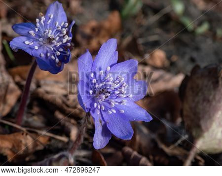 Close-up Of Beautiful, Purple First Spring Bloomers - Wildflowers Large Blue Hepatica (hepatica Tran