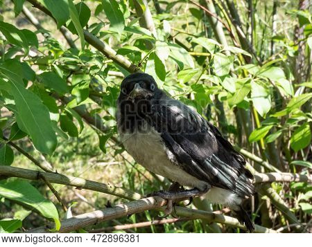 Close-up Shot Of The Juvenile Hooded Crow (corvus Cornix) With Dark Plumage With Blue And Grey Eyes 